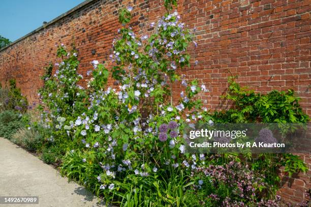 abutilon suntense 'jermyns' flowering in late may - may stock pictures, royalty-free photos & images
