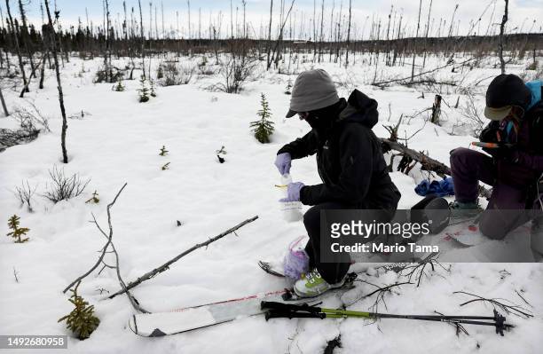 SnowEx researchers Dr. Kelly Gleason and master's student Sage Ebel collect snow samples while on skis in a section of old burned boreal forest...