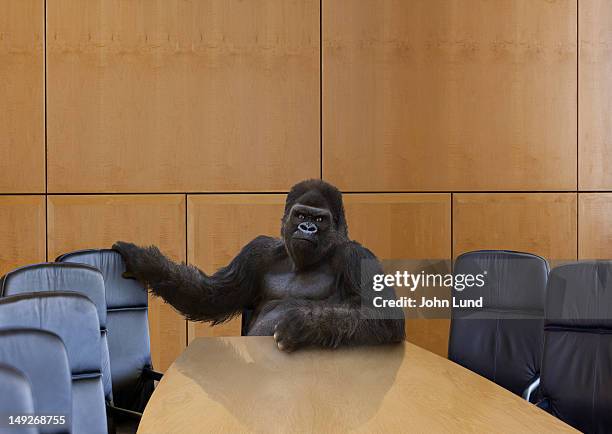 a gorilla in the board room - gorilla stock-fotos und bilder