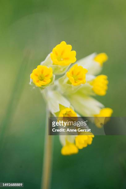 cowslip primrose - primula stock pictures, royalty-free photos & images