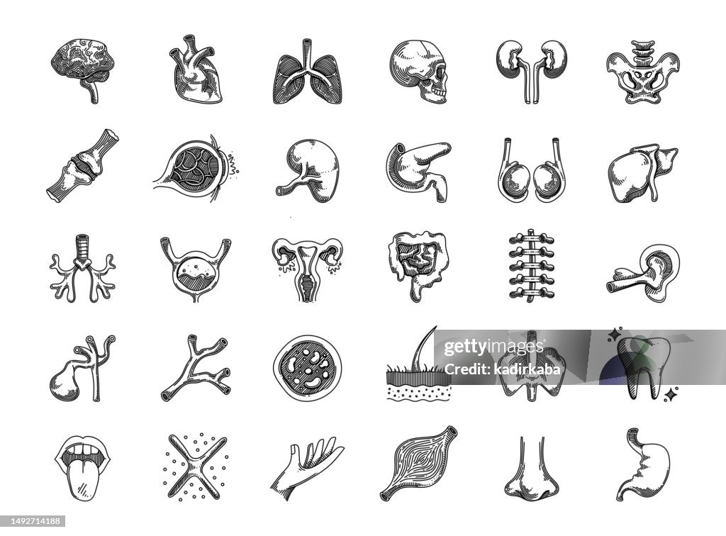 Human Organs Hand Drawn Vector Doodle Line Icon Set