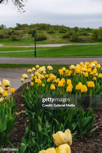 Ghal Spring 223 Battle Of Green Spring Stock Photos, High-Res Pictures, and Images ...