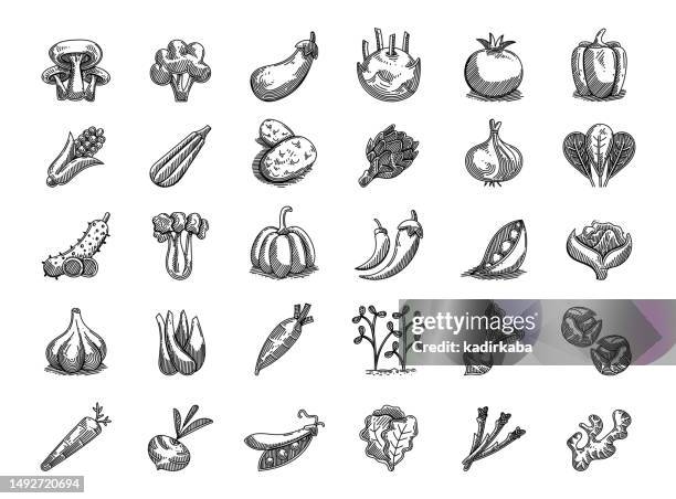 stockillustraties, clipart, cartoons en iconen met vegetables hand drawn vector doodle line icon set - tomato stock illustrations