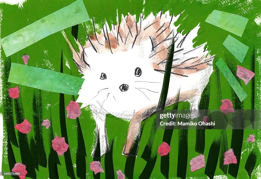 A porcupine