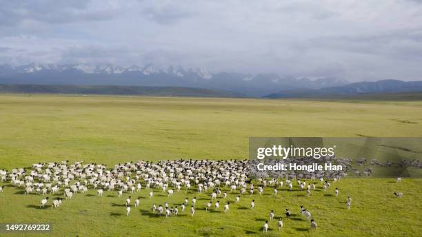 sheep on grassland in kashgar, xinjiang, china. - schafherde stock-fotos und bilder