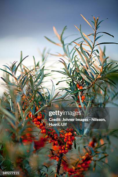 close-up of sea-buckthorns with berries - buckthorn stock pictures, royalty-free photos & images