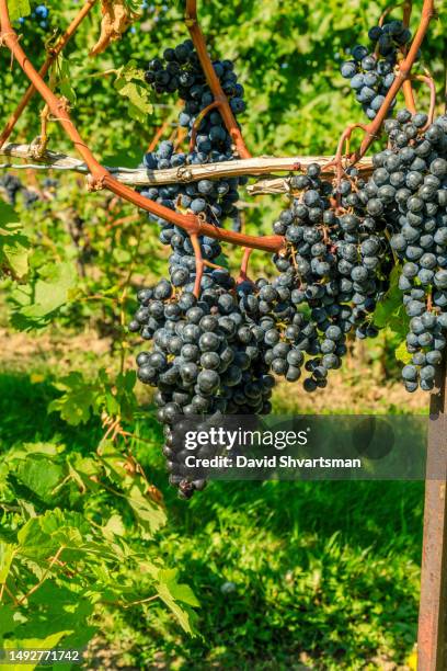 lush wine grapes clusters dangle from the vine branches - october 2022 - grapes on vine stockfoto's en -beelden