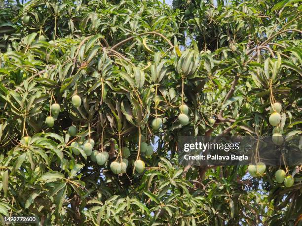 mango tree laden with fruits - fruit laden trees 個照片及圖片檔