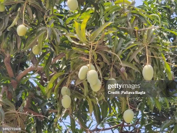 mango tree laden with fruits - fruit laden trees stock pictures, royalty-free photos & images