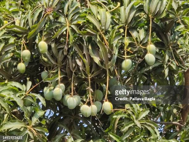 mango tree laden with fruits - fruit laden trees 個照片及圖片檔