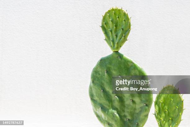 opuntia tuna (l.) mill. cactus growing against white wall background. - cactus white background stock-fotos und bilder