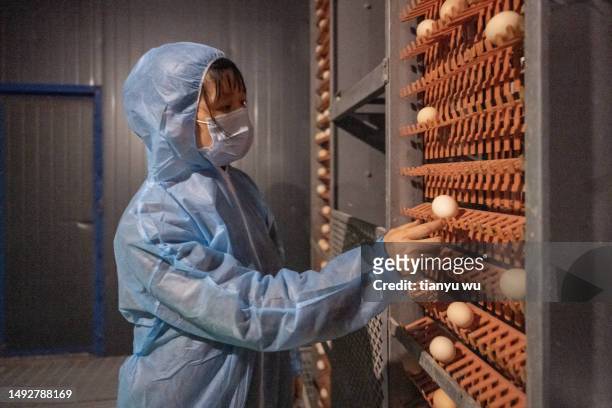 a female worker works at an automated egg chicken farm - hatchery stock pictures, royalty-free photos & images