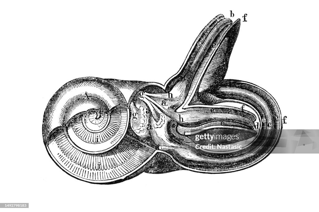 Human ear diagram (intersection) ,Labyrinth and Snail