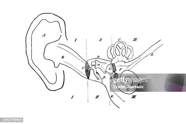 diagramm des menschlichen ohrs (schnittmenge) - hörgerät stock-grafiken, -clipart, -cartoons und -symbole