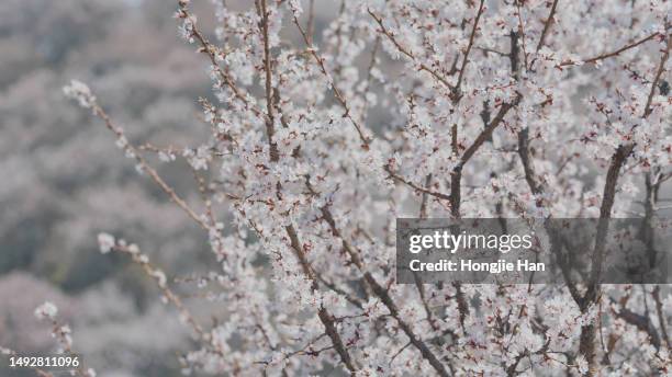 apricot blossoms in spring - abricoteiro - fotografias e filmes do acervo