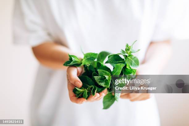 close-up of fresh green mint in woman's hands. - mint leaf stock-fotos und bilder