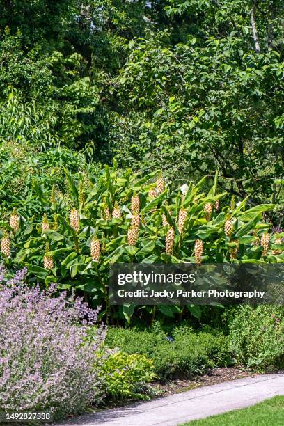 the beautiful tall, summer flower of the ginger lily also known as hedychium gardnerianum - gengibre de kahili imagens e fotografias de stock