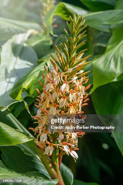 the beautiful tall, summer flower of the ginger lily also known as hedychium gardnerianum - gengibre de kahili imagens e fotografias de stock