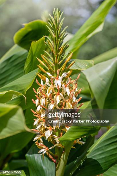 the beautiful tall, summer flower of the ginger lily also known as hedychium gardnerianum - gengibre de kahili imagens e fotografias de stock