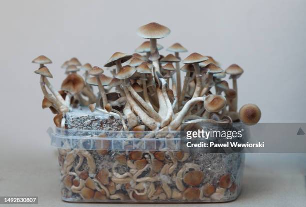 hallucinogenic mushrooms in growkit - psychadelic stock pictures, royalty-free photos & images