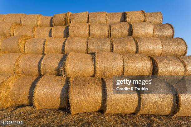 piled hay bales on a field against blue sky - stubble texture stock pictures, royalty-free photos & images