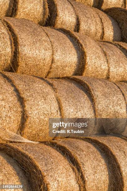 piled hay bales on a field against blue sky - stubble texture stock pictures, royalty-free photos & images