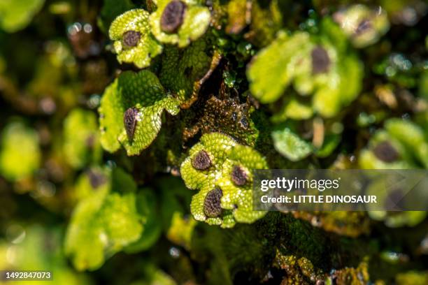 conocephalum conicum with antheridial receptacles - bryophyte stock pictures, royalty-free photos & images