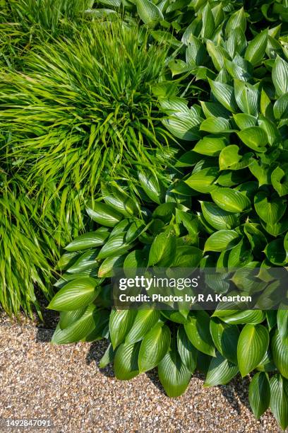 hosta 'devon green' growing beside with hakonechloa in a garden - hosta stock pictures, royalty-free photos & images