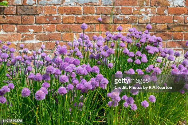 clump of chives in full flower in a walled garden - allium flower stockfoto's en -beelden
