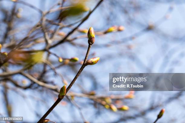 buds on a tree - spring bud stock pictures, royalty-free photos & images