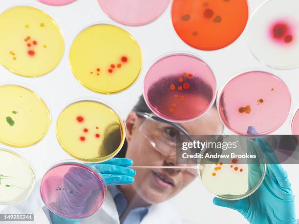 scientist examining petri dishes in lab - agargel stock-fotos und bilder