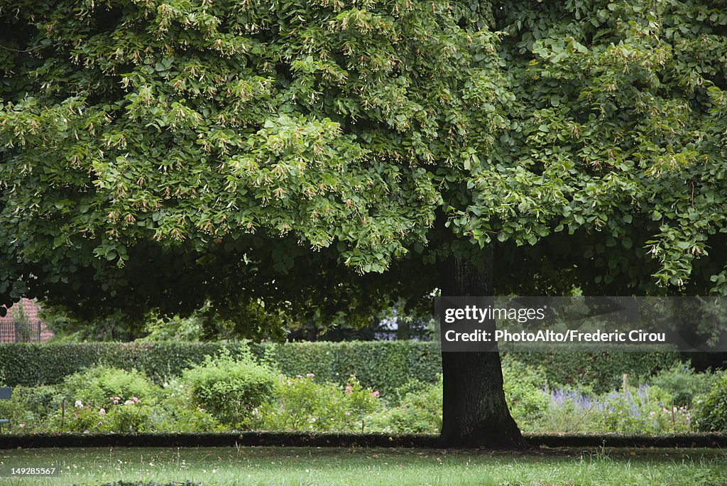 Linden tree