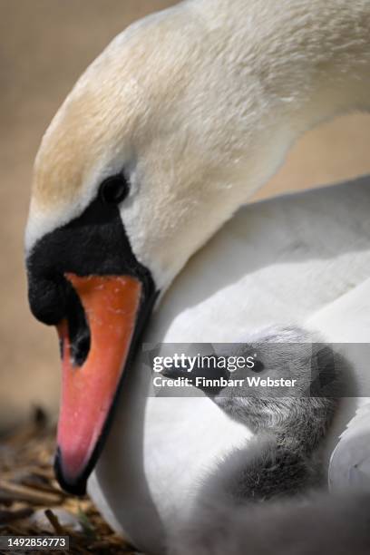 Mute Swan cygnets are seen enjoying the warm weather at Abbotsbury Swannery, on May 24, 2023 in Abbotsbury, England. Abbotsbury Swannery is the only...