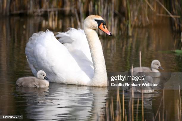 Mute Swan cygnets are seen enjoying the warm weather at Abbotsbury Swannery, on May 24, 2023 in Abbotsbury, England. Abbotsbury Swannery is the only...