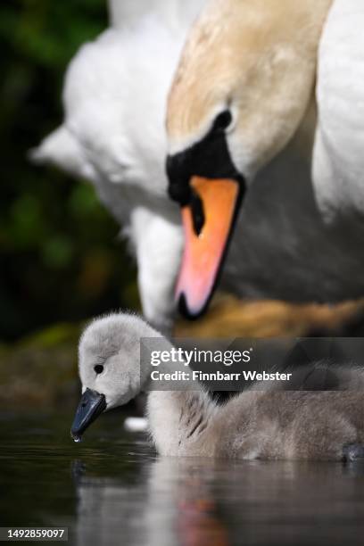 Mute Swan cygnet is seen enjoying the warm weather at Abbotsbury Swannery, on May 24, 2023 in Abbotsbury, England. Abbotsbury Swannery is the only...