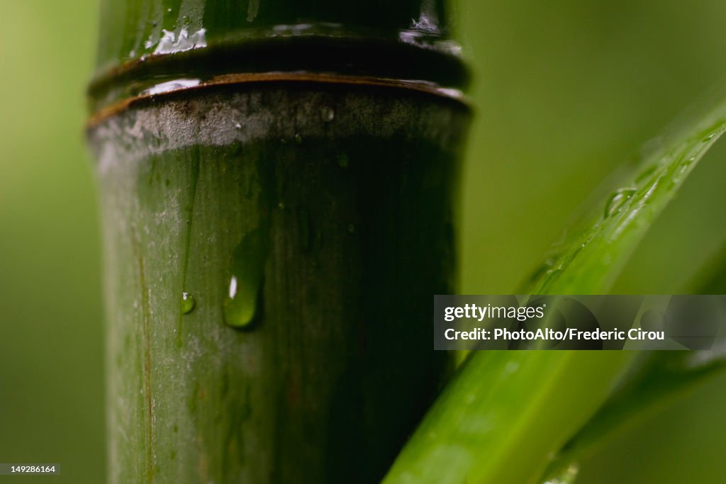 Water droplet on bamboo, close-up