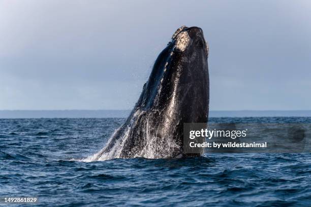 southern right whale breach, valdes peninsula. - north atlantic right whale stock pictures, royalty-free photos & images