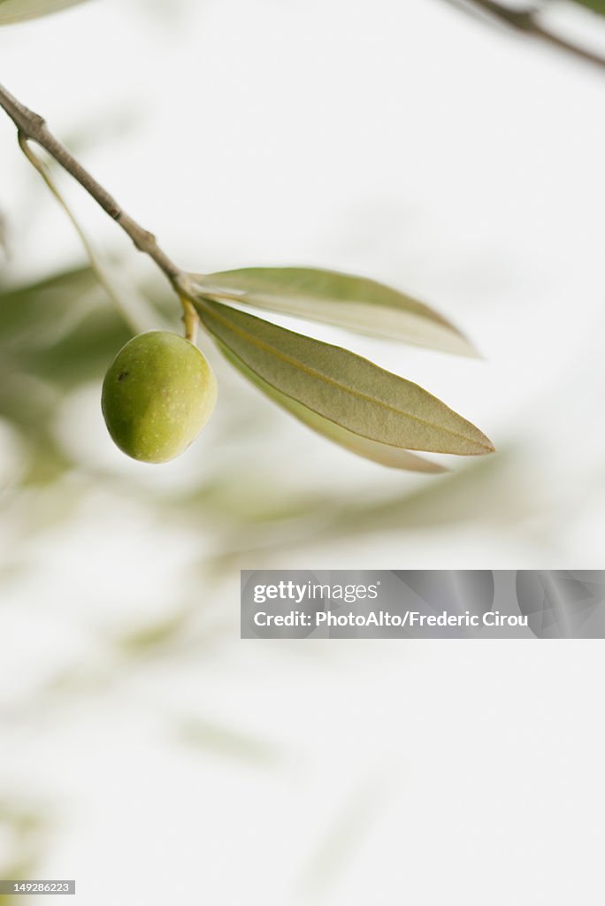 Olive growing on tree