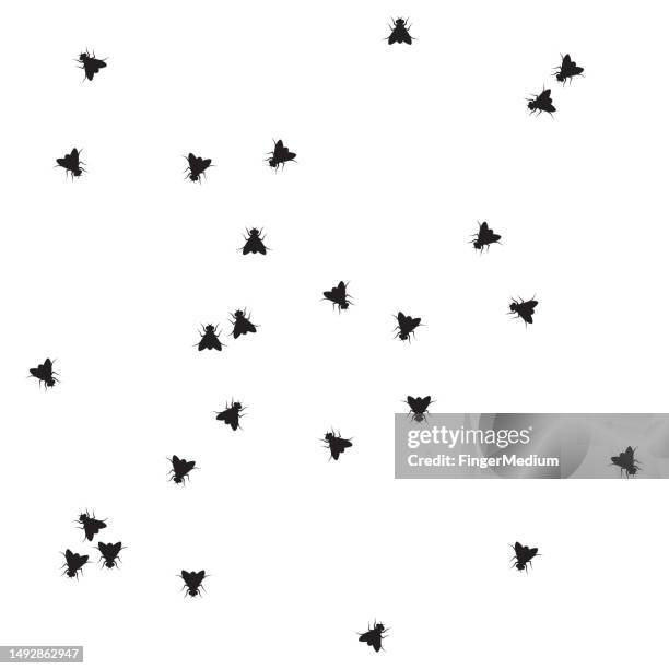 illustrazioni stock, clip art, cartoni animati e icone di tendenza di modello di mosca domestica - insetto