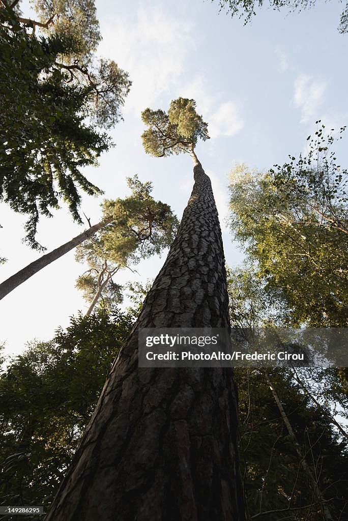 Tall tree, low angle view