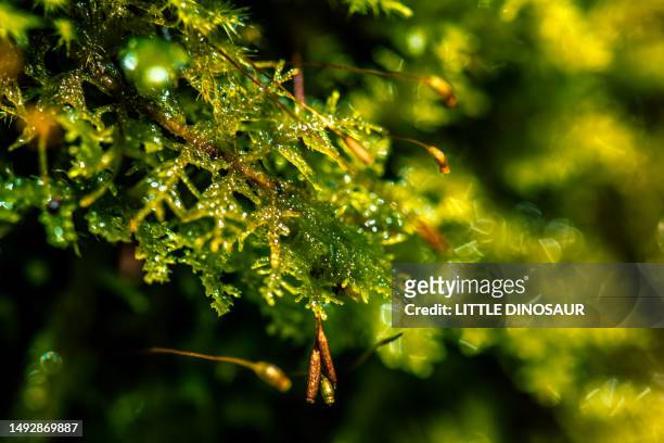 fern-like moss and sporophyte - prothallium stock pictures, royalty-free photos & images
