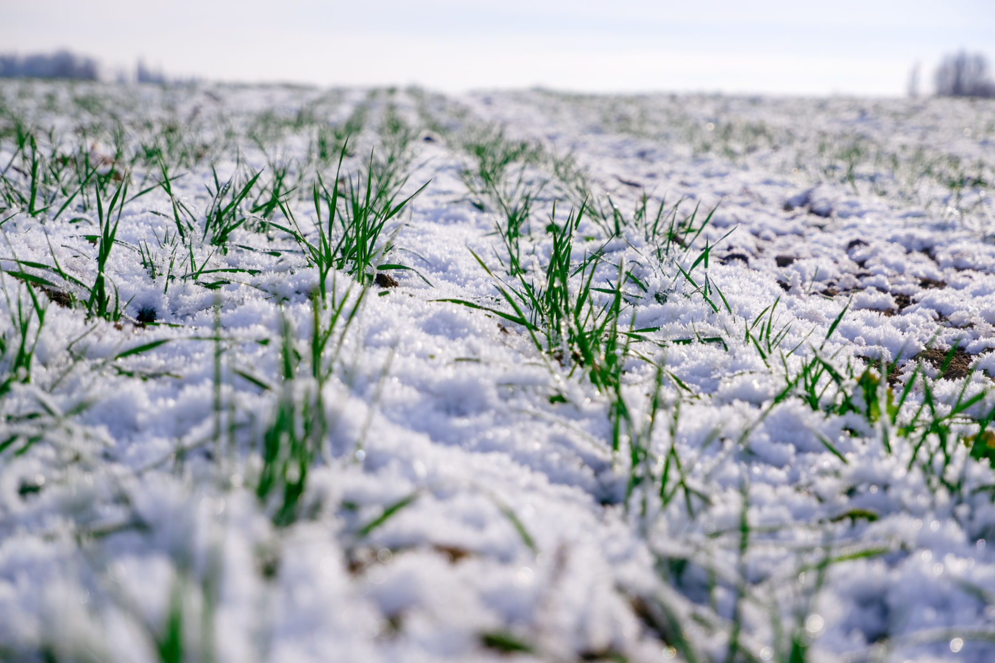 winter cover crops