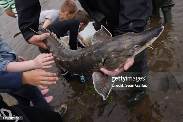Children touch a three-year-old Baltic sturgeon before an employee of the Leibnitz Institute of Freshwater Ecology and Inland Fisheries released it...