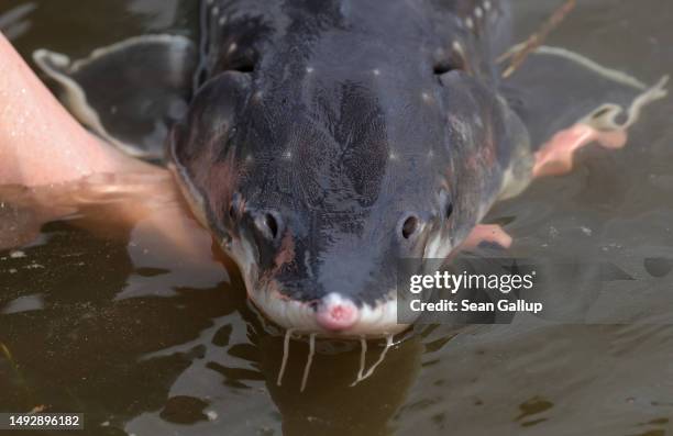 An employee of the Regional Fishery Office of Mecklenburg-Western Pomerania prepares to release a three-year-old Baltic sturgeon into the Oder River...