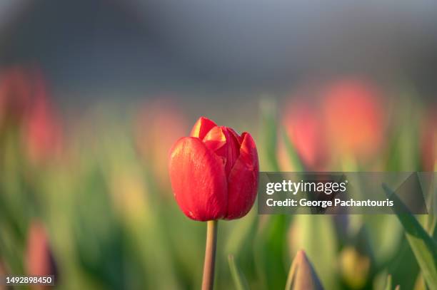 red tulip close-up - inzoomen stockfoto's en -beelden