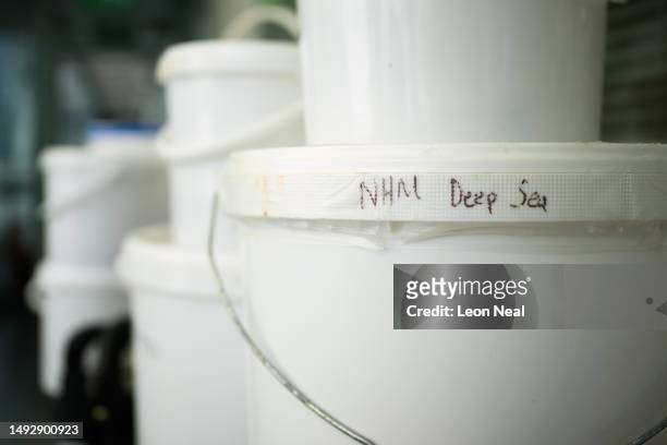 Tubs containing deep sea anthropod specimens are seen before the contents are transferred into ethanol-filled jars for scientific preservation, in a...