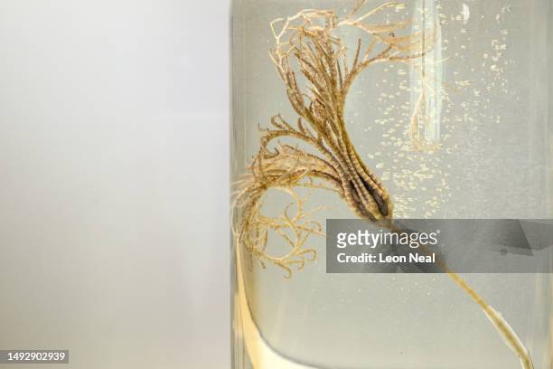 Crinoid, also known as a Sea Lily, is seen after being transferred into an ethanol-filled specimen jar for scientific preservation, in a laboratory...