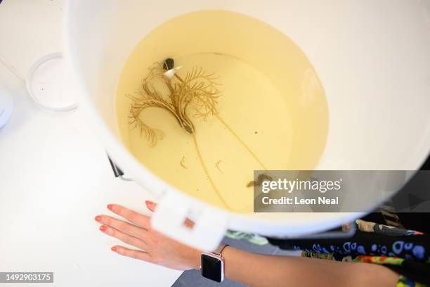 Crinoid, also known as a Sea Lily, is seen before being transferred into an ethanol-filled specimen jar for scientific preservation, in a laboratory...