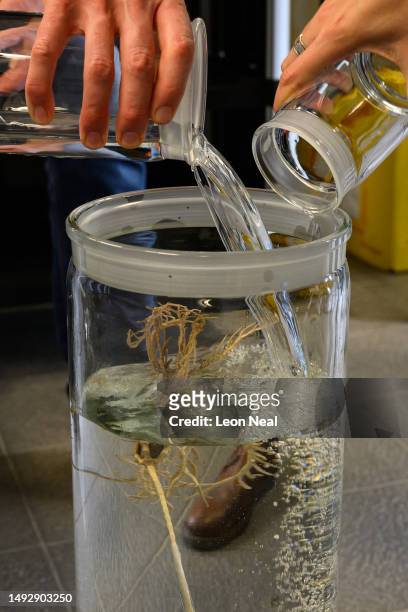 Ethanol is poured into a tall jar containing a Crinoid, also known as a Sea Lily, as it is preserved for scientific preservation, in a laboratory...