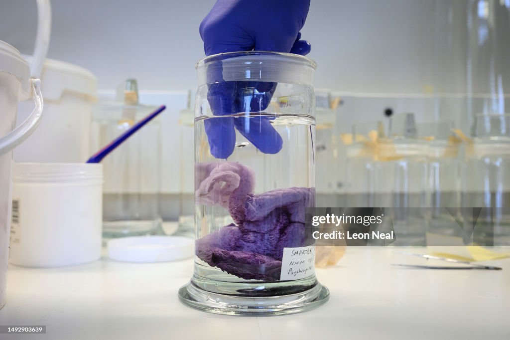 Natural History Museum Preserves Deep Sea Arthropods